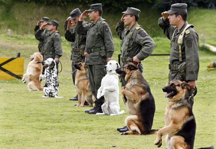 NOTA PERROS QUE TRABAJAN