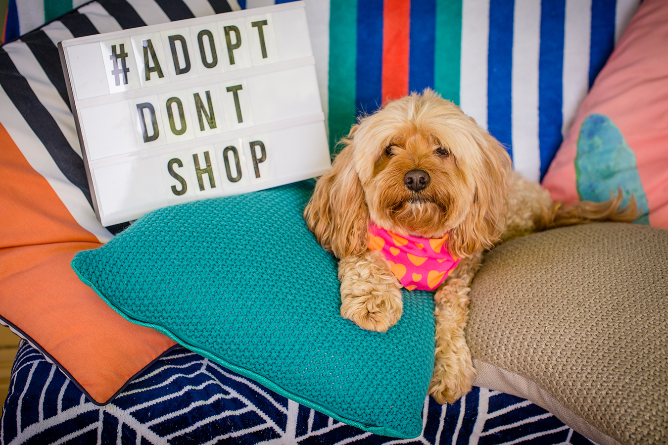 PETstock National Pet Adoption Day 2020 February 15 Australian Dog