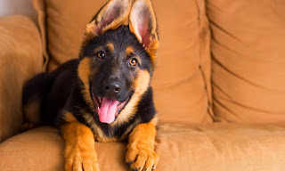 german shepherd puppy