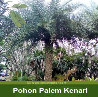 ciri ciri pohon palem kenari