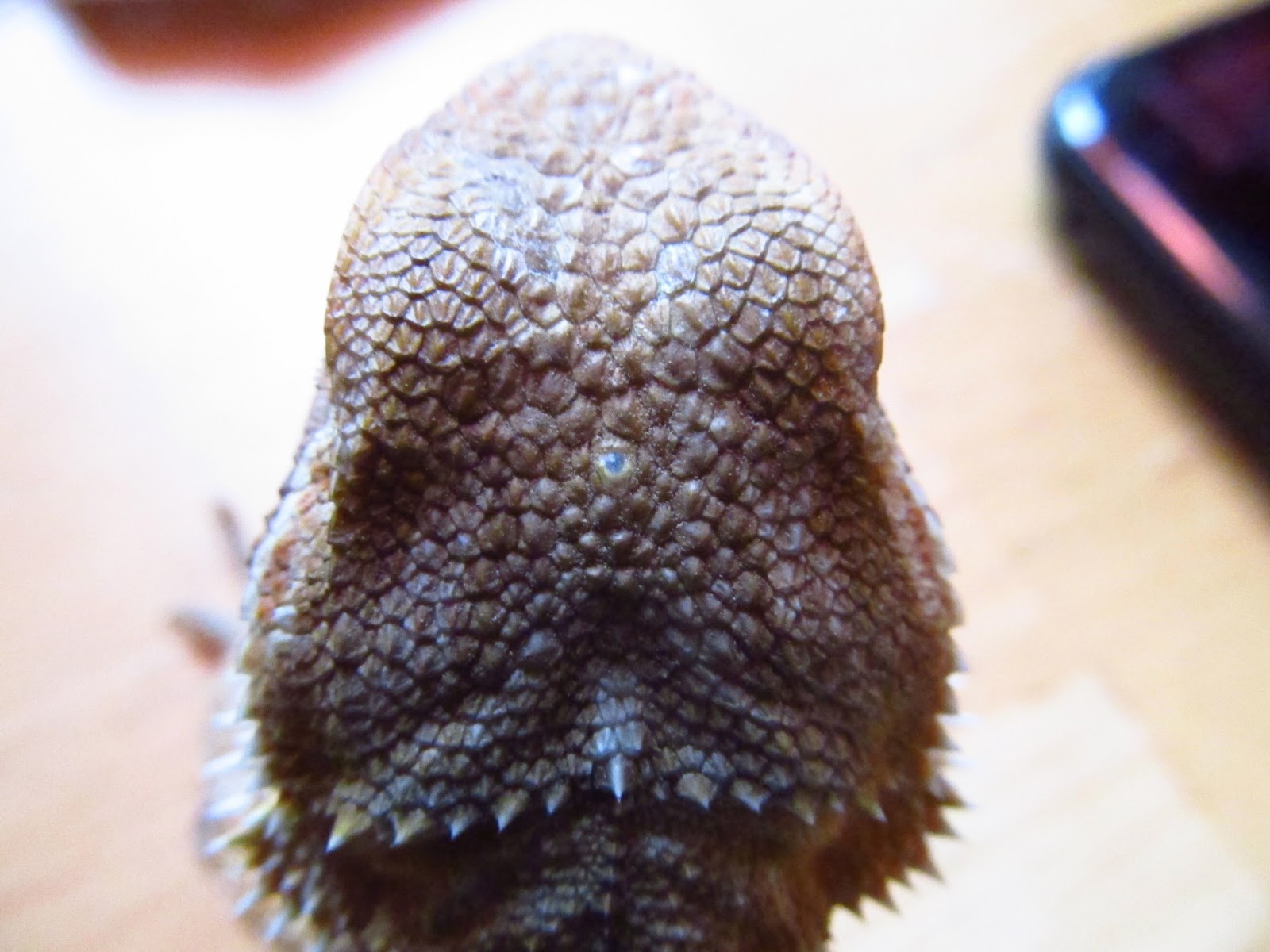 Bearded Dragons And Their Third Eye.