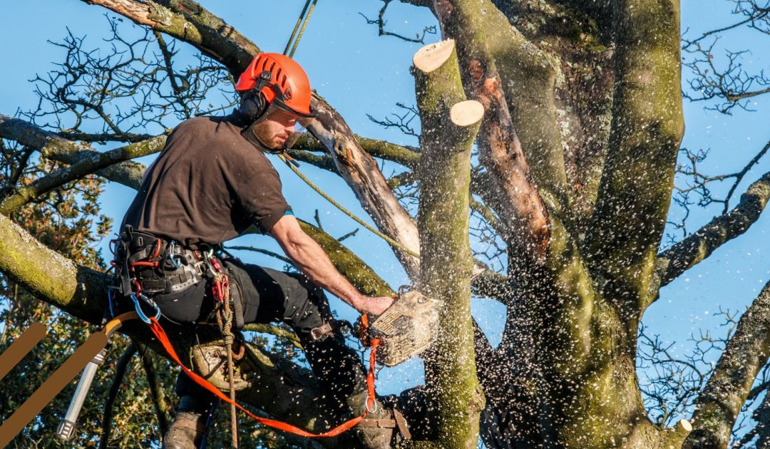 Tree trimming toronto