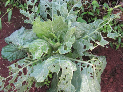 My Veggie Garden: April 2011