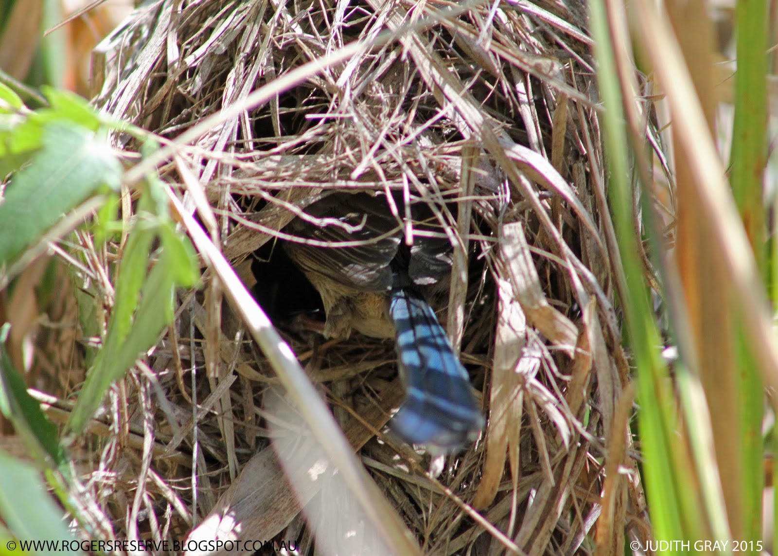 Charles and Motee Rogers Bushland Reserve Nest of the Variegated Fairy