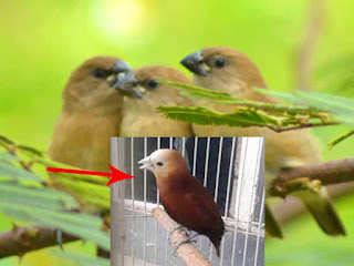 Ciri Burung Emprit Kaji Anakan Jantan Purwomp Com