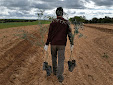 Planting Olive trees