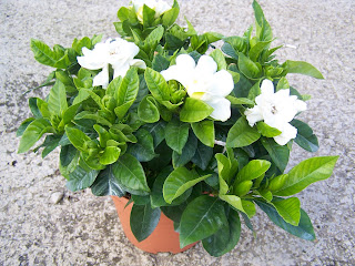 GARDENIAS EN FLOR