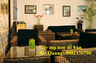 Cây mạ non chưng tết - 7