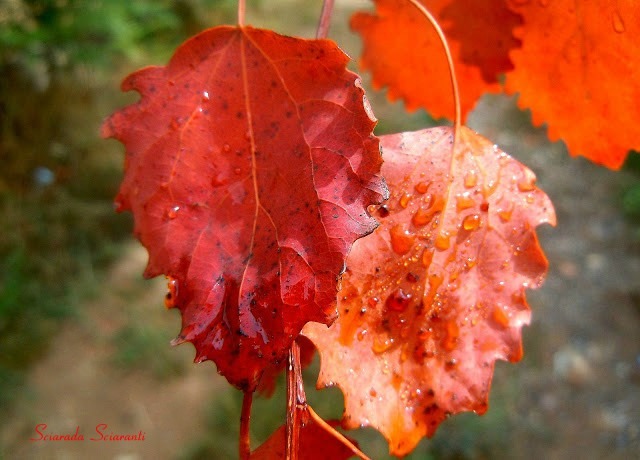 Foglie di pioppo bianco in autunno