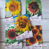 Sunflower Diary: Seed Germination
