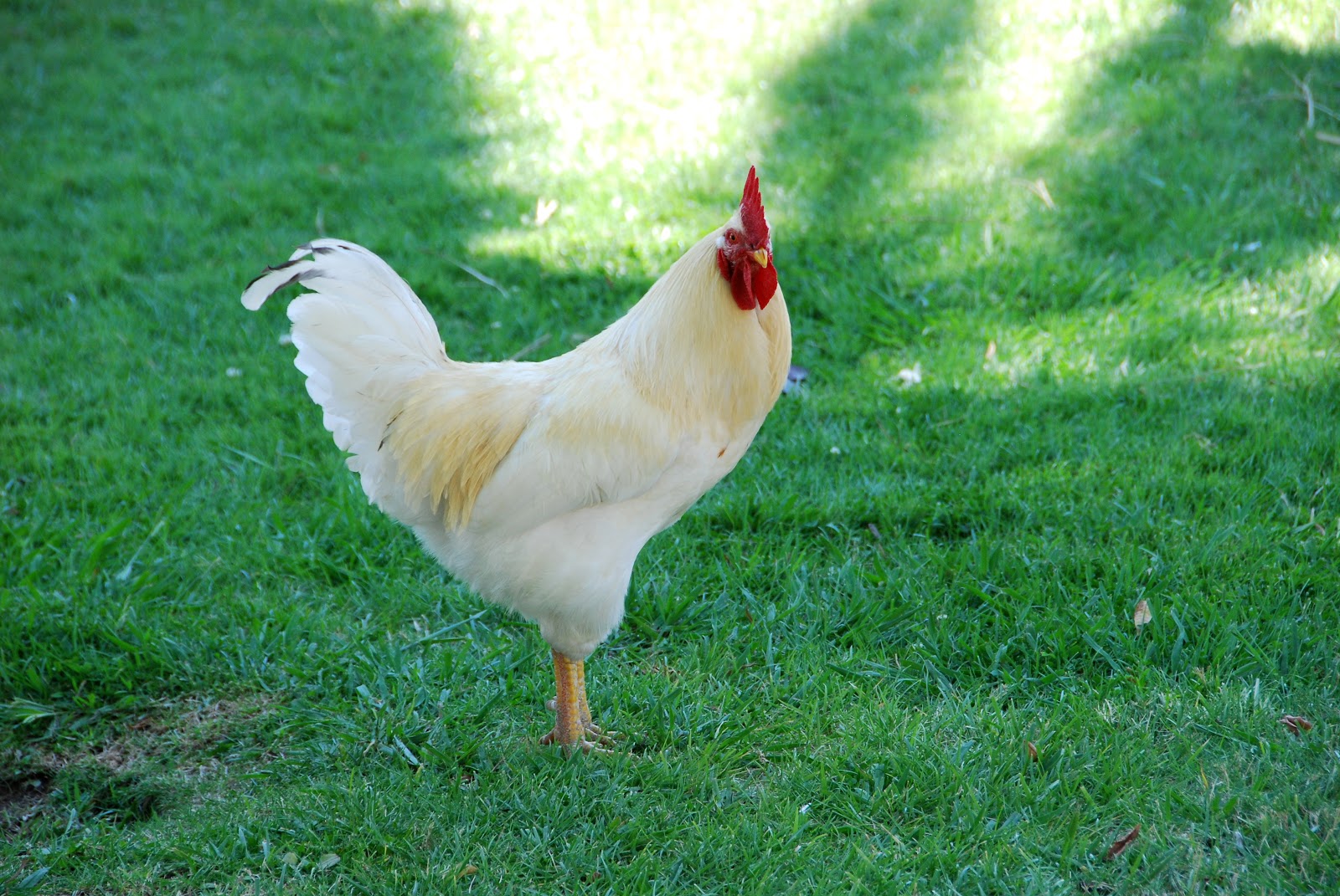 All Things Elise & Alina Fair Oaks Chicken Festival 2012