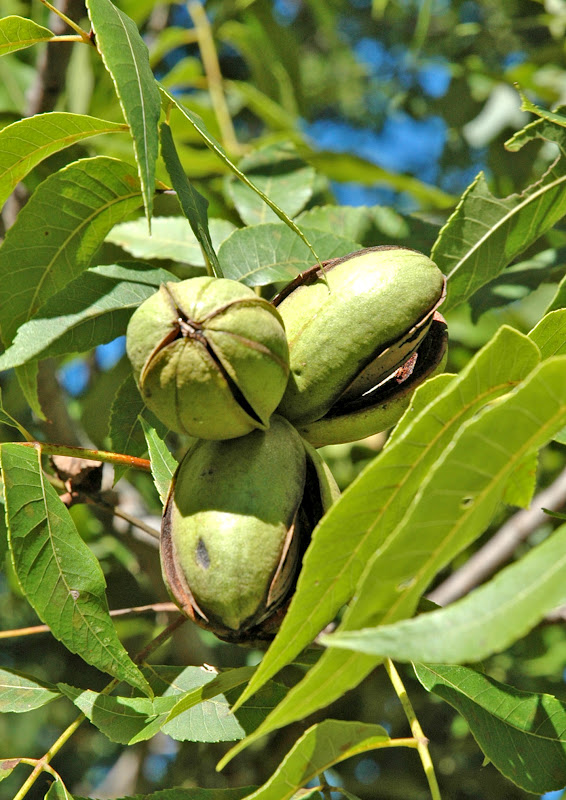 Northern Pecans Pecan cultivars ripening this week