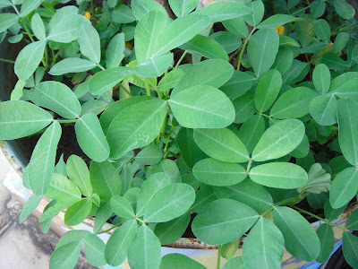 Kacang tanah (Arachis hypogaea L.) , peanut, groundnut. 