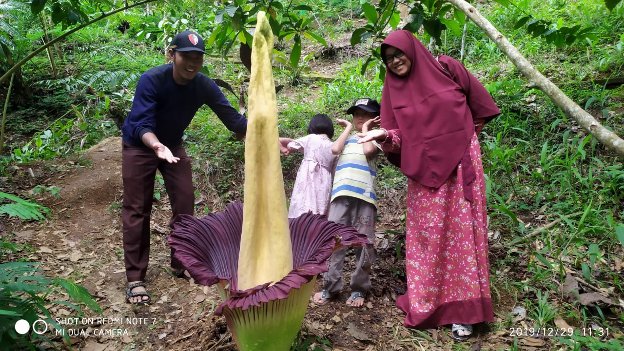 Puspa Langka Amorphophallus Titanum Bunga Bangkai Mekar Di Kepahiang Bengkulu