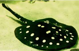 ikan hias termahal Freshwater Polka Dot Stingray