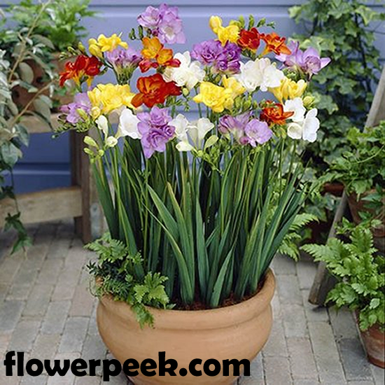 Freesia care in pots