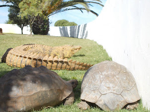Nilke Crocodile and tortoises in "Cape Ranch Ostrich Farm".