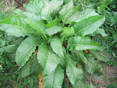 Broad Leaved  Dock