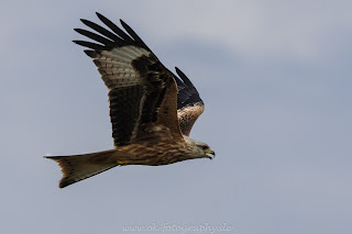 Naturfotografie Tierfotografie Lippeauen Rotmilan