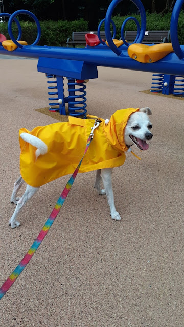 doggy raincoat