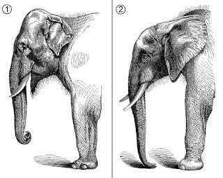 Asya fili (1) ile Afrika filinin (2) karşılaştırmalı kafa ve ön gövde morfolojisi.