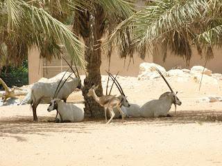 Abu Dabi Emirliği'nin Doğu Bölgesi'ndeki Al Ain Hayvanat Bahçesi'nde