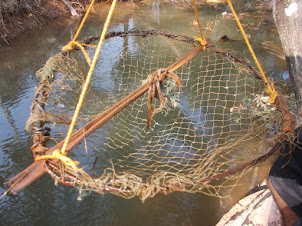 A "Crab Trap" for catching crabs in the river canals.