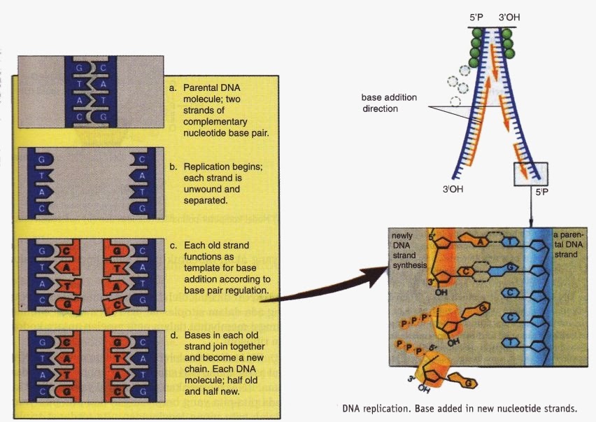 hypothesis on dna replication