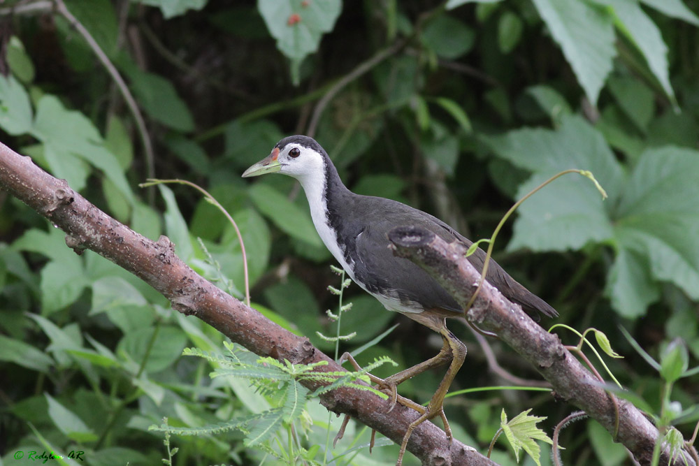 birds and nature photography raub burung biasa di birds and nature photography raub burung biasa di