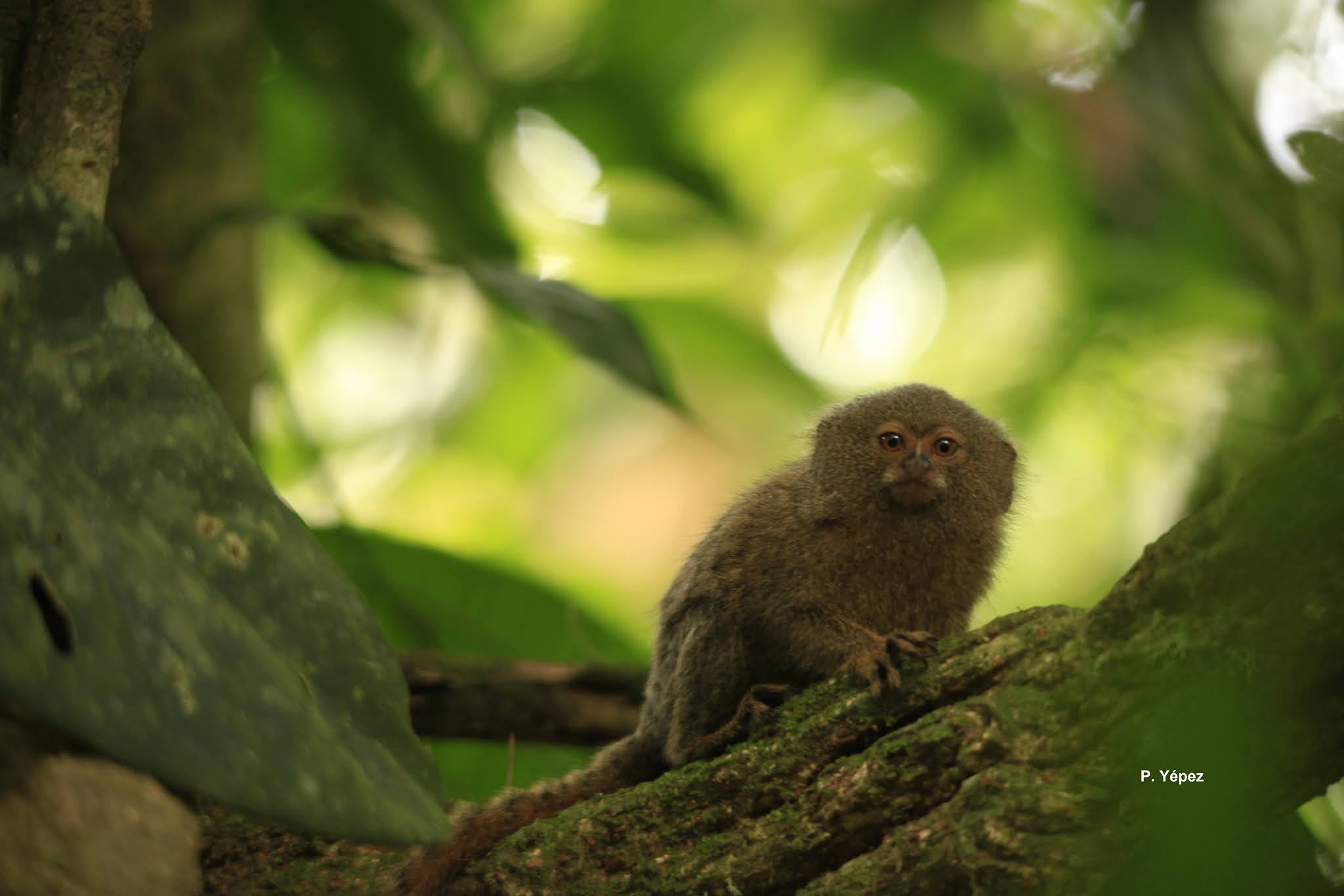 Día mundial del Mono, conocidos como “agricultores de la selva”