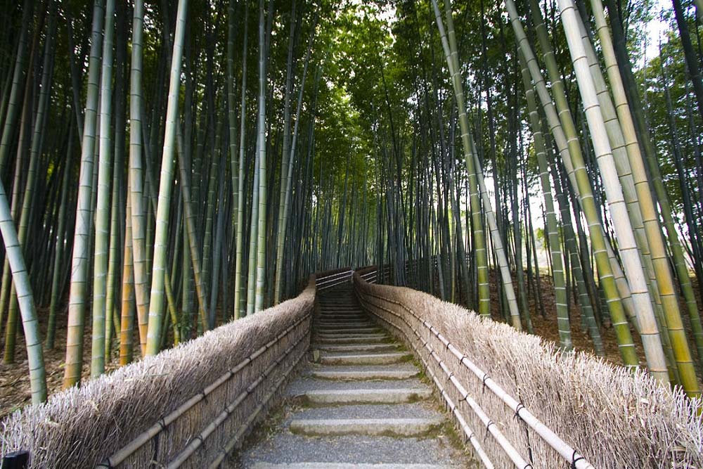 Yuk kita lihat keindahan taman bambu  Arashiyama di 