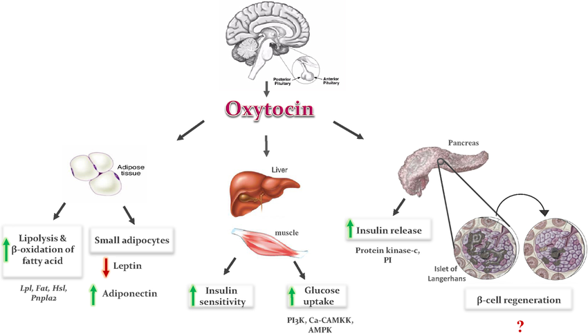 Top Oxytocin And The Role Of Touch In Nurturing Platonic Friendships in the year 2023 Check it out now 