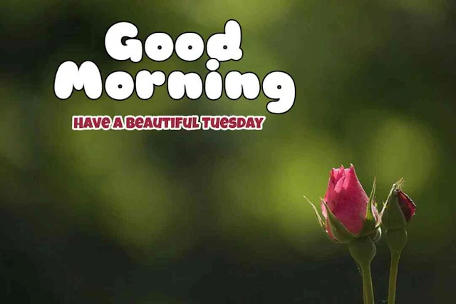 Good Morning Tuesday,Good morning tuesday blessings, have a nice tuesday, have a beautiful tuesday