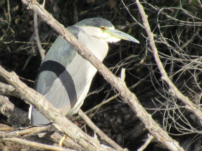 black-crowned night heron