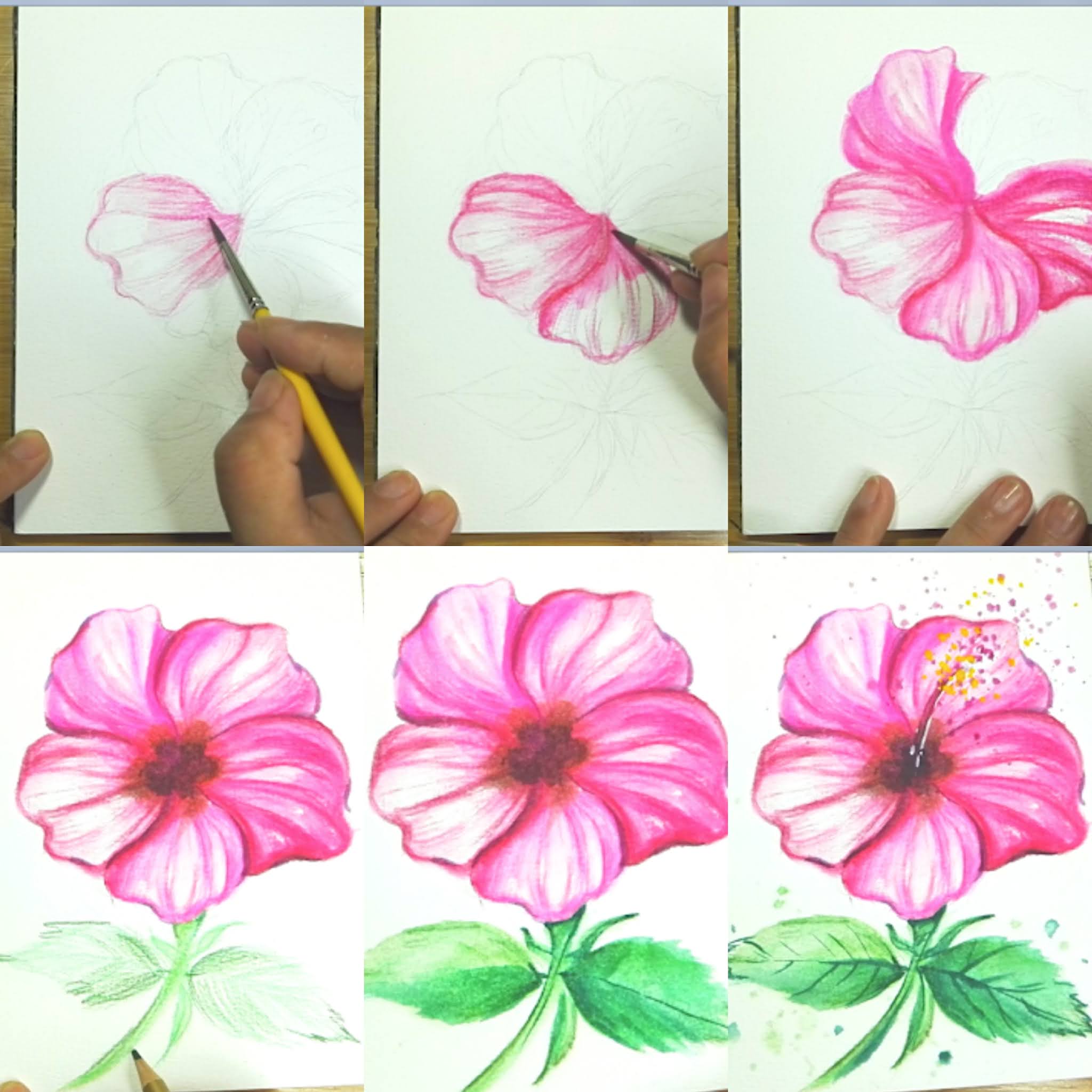 How to draw Watercolor and Watersoluble color pencil Hibiscus flower