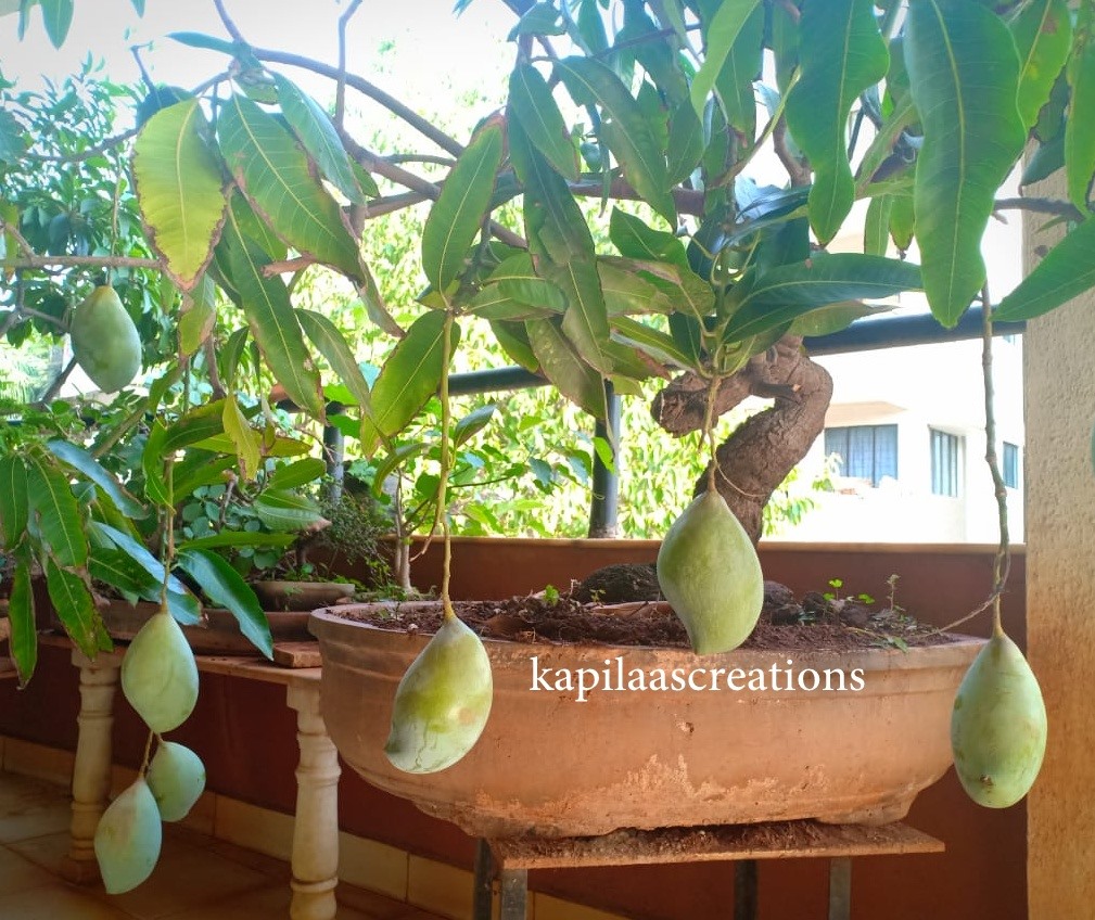 Bonsai Kapilaas How To Grow Mango Tree As A Bonsai Tree Part Two