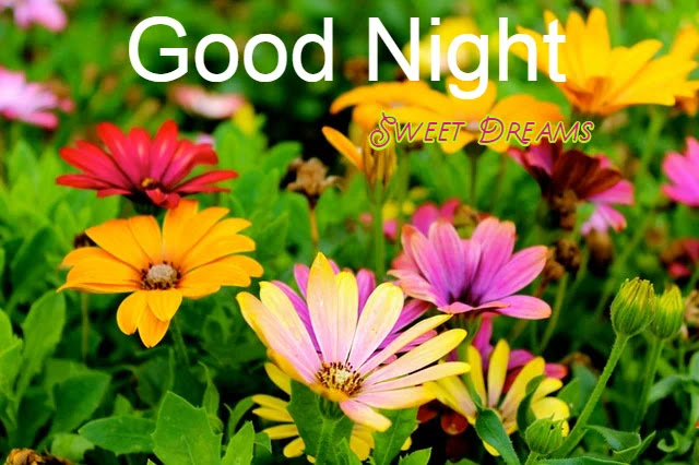 Good Night HD Images Good Night HD Images