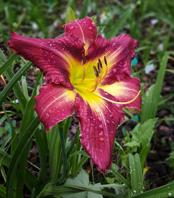Hémérocalles Daylilies Jungle Queen x Amethyst Prism