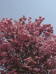 cherry blossom blossoms india bangalore shot
