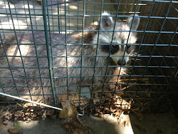 chicken raccoon chickens coop trap mistakes worst recap july predators locking dark before safe predator