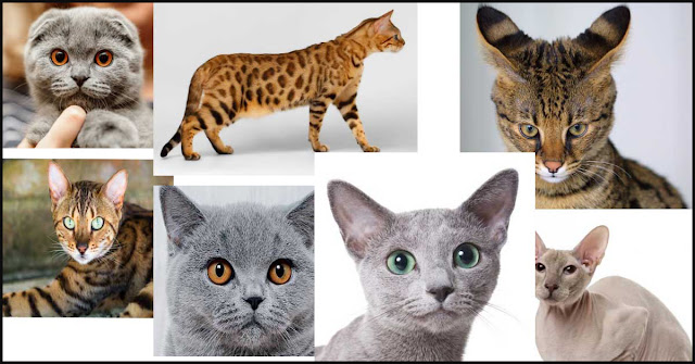 the most expensive cat breeds