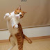 Cat Shaking Back Legs When Walking