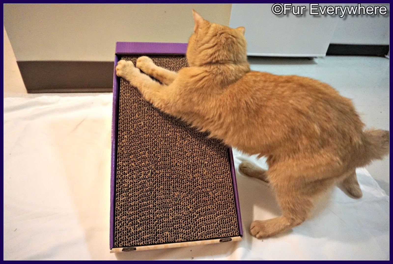 Fur Everywhere KONG Naturals Incline Cat Scratcher Review