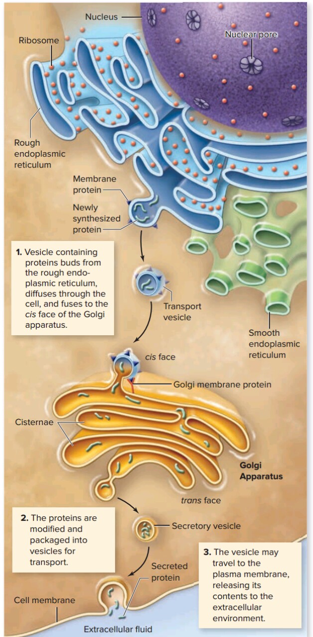 Endoplasmic Reticulum Biology