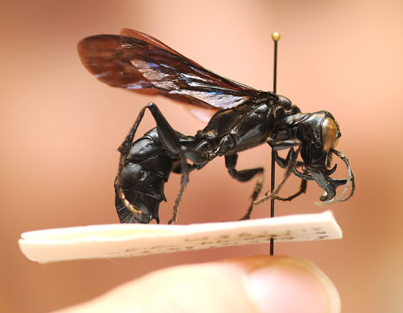 Species New to Science: [Insect • 2012] Megalara garuda | Garuda Wasp ...