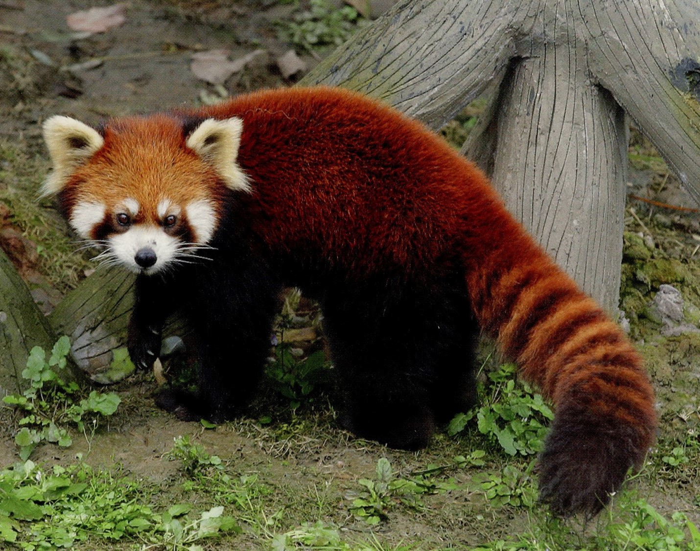 MyPhotoPics: Κόκκινο πάντα (Ailurus fulgens)