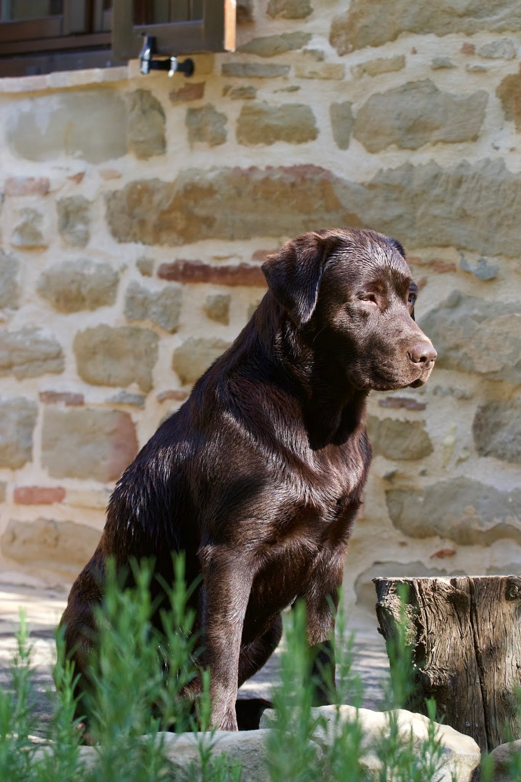 Murphinos Paw Formwertbeurteilung DRC
