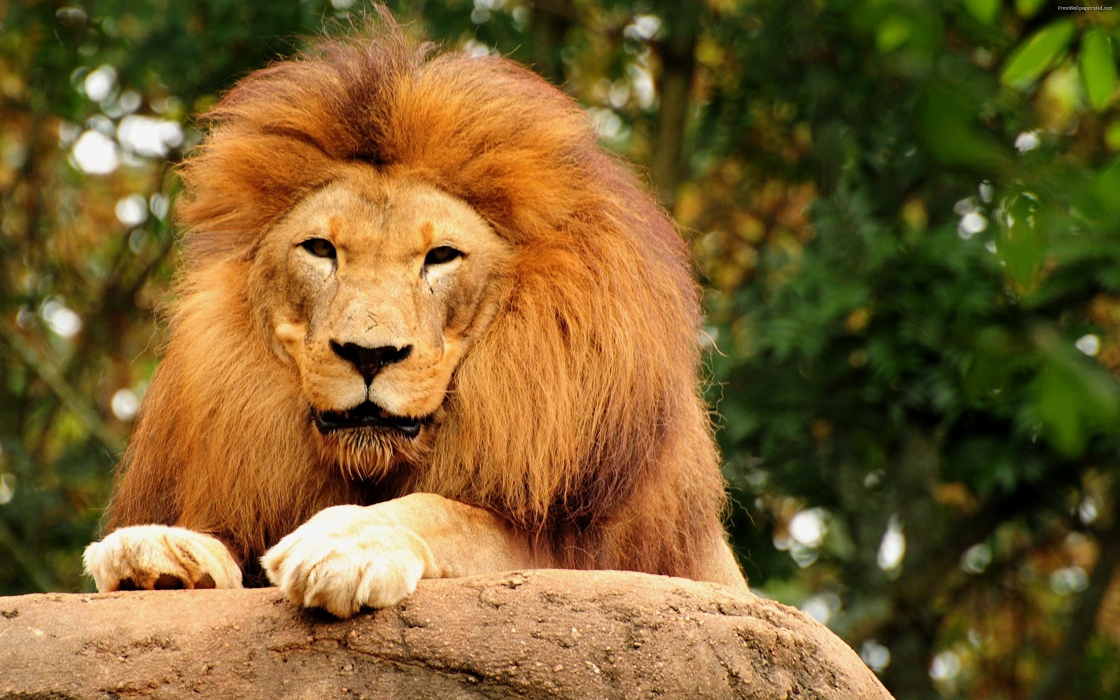 26 Beautiful & Amazing Lion (The King OF Forest) Wallpapers HD