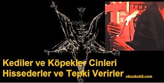 Kediler ve Köpekler Cinleri Hissederler ve Tepki Verirler