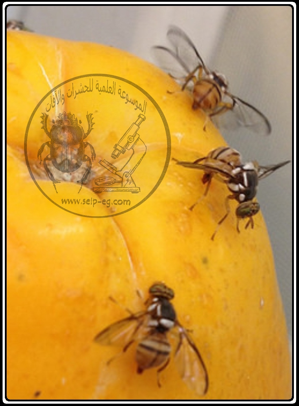 ذبابة فاكهة البحر الأبيض المتوسط Mediterranean Fruit Fly الوصف المورفولوجي ودورة الحياة والمكافحة